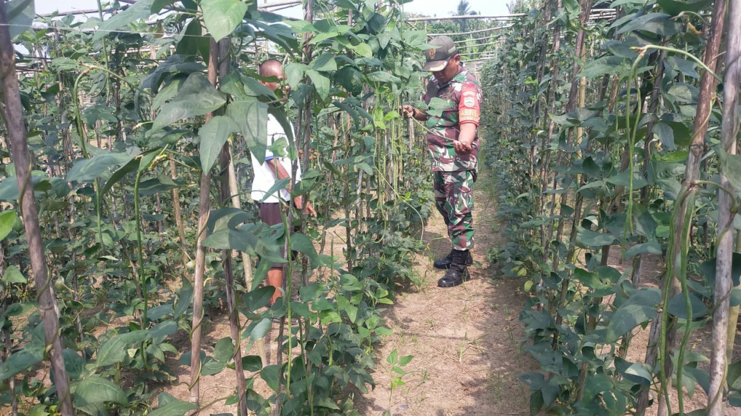 Pembekalan Serda Jum'at Desmanto Kepada Petani Kacang Panjang