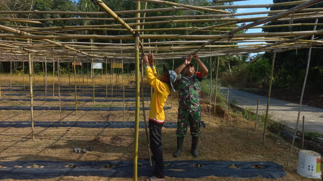 Fokus Ketahanan Pangan, Serda Roni Sandra Dampingi Petani Gambas