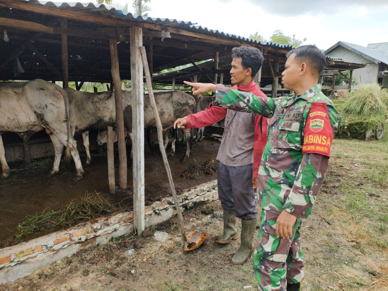 Babinsa Kelurahan Jaya Mukti Beri Edukasi Cegah PMK Pada Peternak