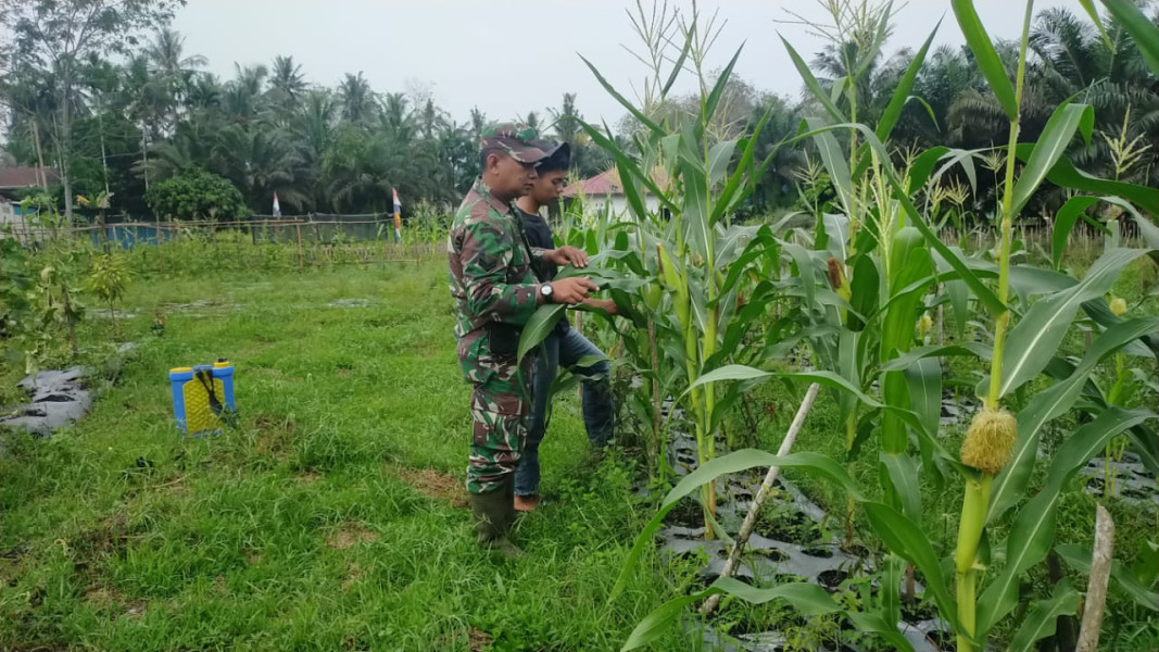 Pendampingan Guna Meningkatkan Pertanian Masyarakat Dilakukan Babinsa Sertu Jum'at Desmanto