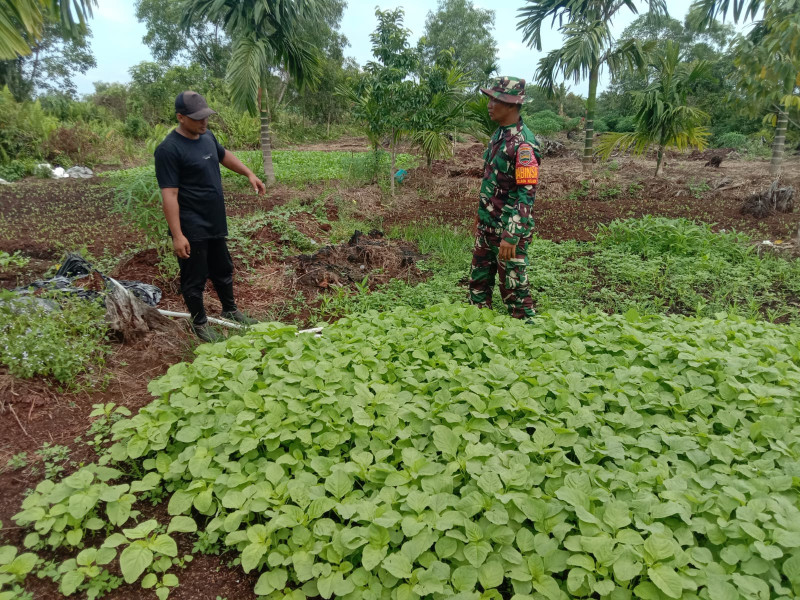 Serda Priyo Sudarmo Dampingi Petani Bayam