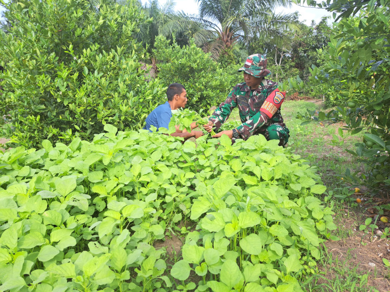 Babinsa Kelurahan Bukit Datuk Galakkan Program Tanaman Sayur