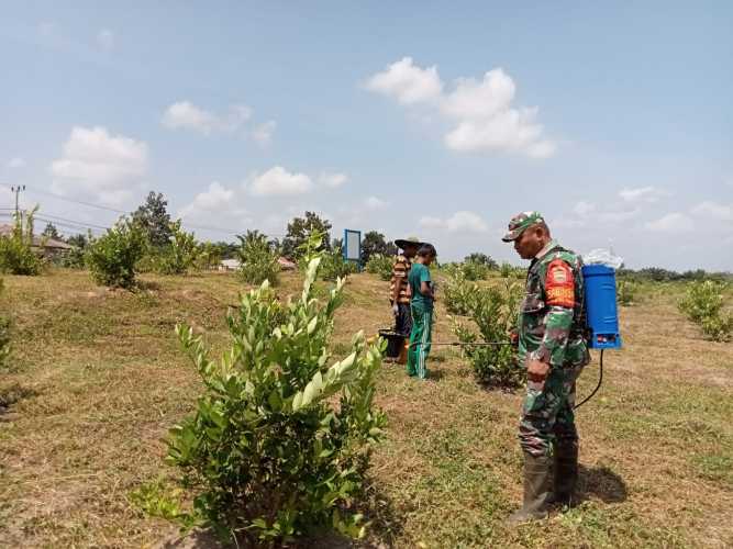 Babinsa Koramil 01 Berikan Pengarahan Kepada Petani Jeruk Nipis