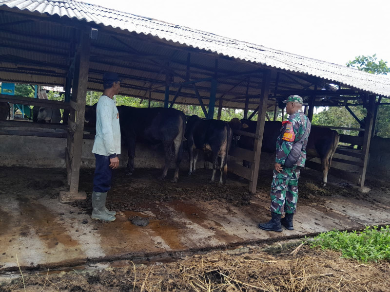 Pelaksanaan Giat Untuk Mencegah Virus PMK Dilakukan Oleh Serma Fahrizal Purba