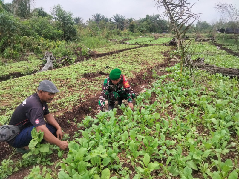 Pendampingan Babinsa Sertu Sugianto pada Tanaman Cabai Rawit Tingkatkan Kesejahteraan Warga