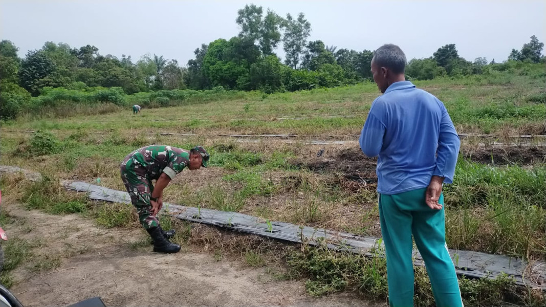 Serda Jum'at Desmanto Dampingi Petani Jagung