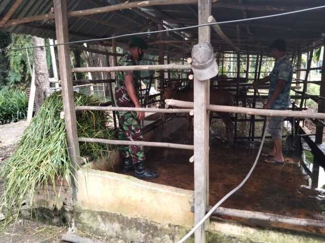 Babinsa Sertu Sugianto Melaksanakan Giat Cegah PMK