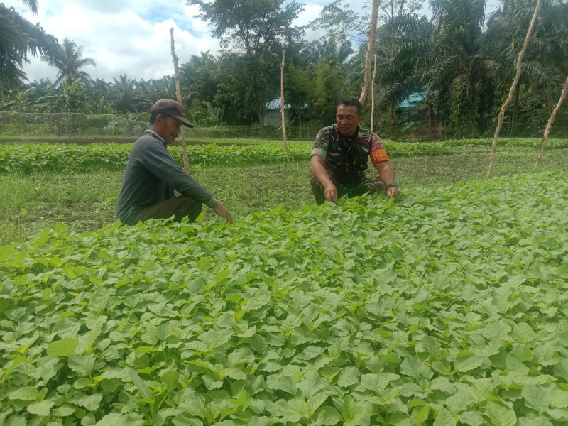 Serda Priyo Sudarmo Libatkan Diri Untuk Melaksanakan Pendampingan Sayur Sawi