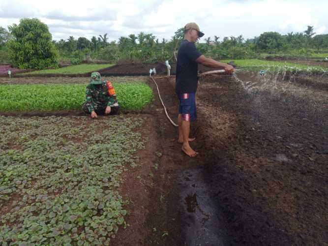 Babinsa Kelurahan Laksamana Dampingi Petani Sayur