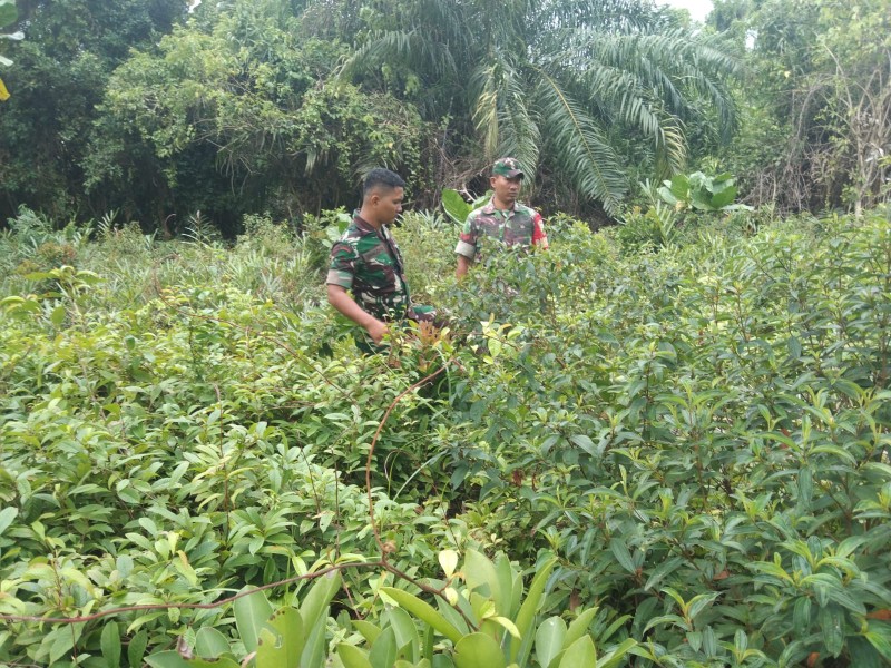 Lewat Komsos, Babinsa Imbau Masyarakat Dedap Tidak Bakar Lahan