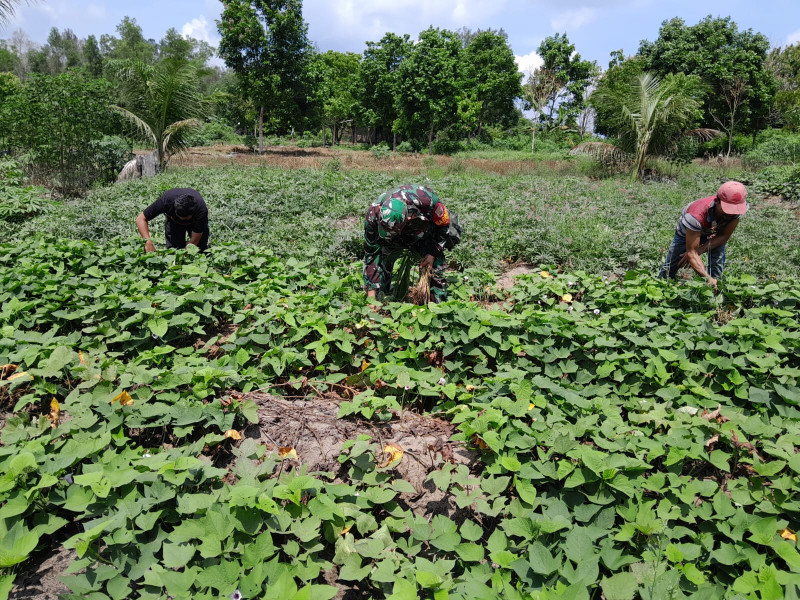 Babinsa Dumai Selatan Dampingi Penanaman Ubi Jalar di RT 04