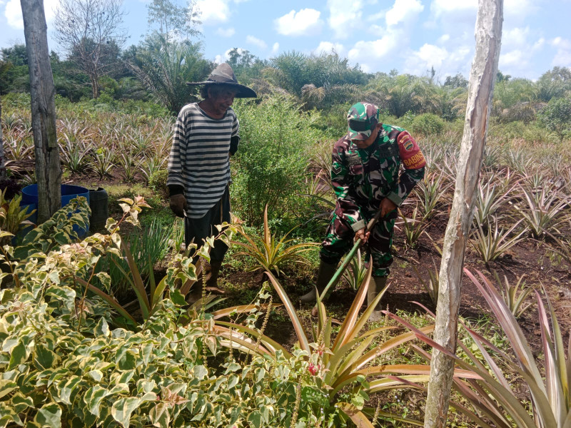 Sertu Mahyudin Dampingi Petani di Kegiatan Karya Nyata Tanaman Nenas di RT 06