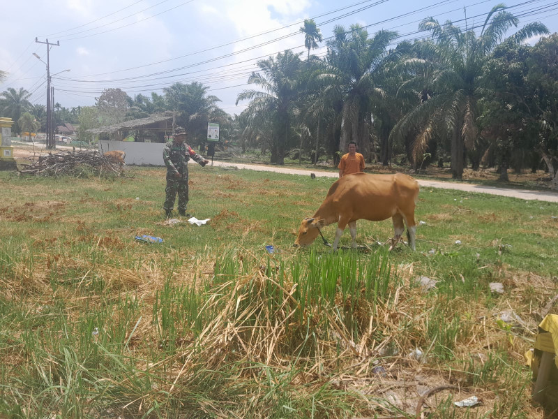 Babinsa Koramil PWK 04 Monitoring Hewan Ternak