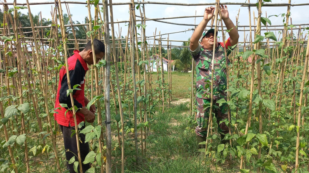 Pendampingan Pertanian Oleh Babinsa di Kelurahan Bukit Nenas