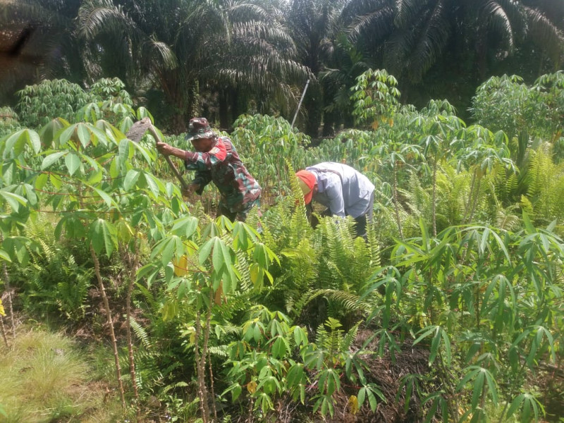 Pendampingan Sertu Nono Kepada Petani Ubi Singkong