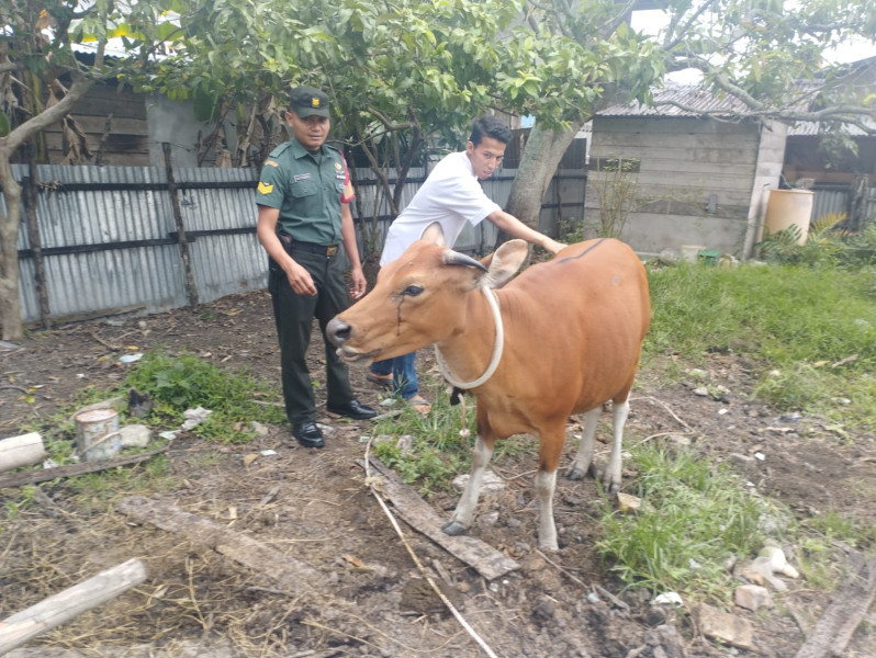 Pengecekan Rutin Hewan Ternak Oleh Serka Eri Efrianto