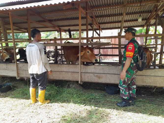 Babinsa Jaya Mukti Laksanakan Giat Cegah PMK