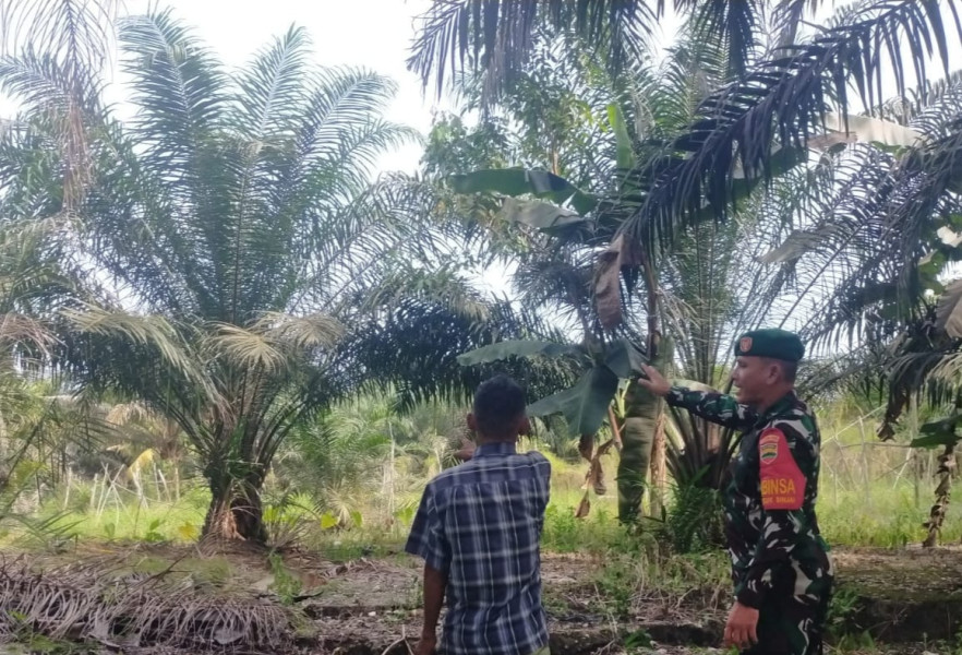 Babinsa Koramil 01 Laksanakan Sosialisasi Pencegahan Karhutla di Desa Binaan