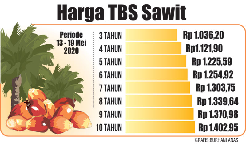 Harga Sawit Riau Turun Akibat Produksi yang Kian Meningkat