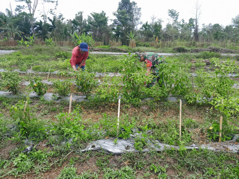 Serda Cerzakatno Dampingi Petani Cabe Rawit