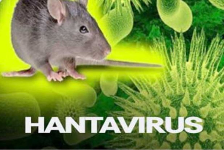 Aduh! Penyakit Hantavirus Muncul, Padahal Covid-19 Belum Usai