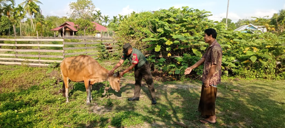 Giat Cegah PMK Oleh Babinsa Praka Yudi