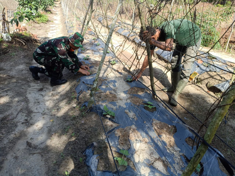 Sertu Boby Rahman Berikan Pendampingan Kepada Petani Timun