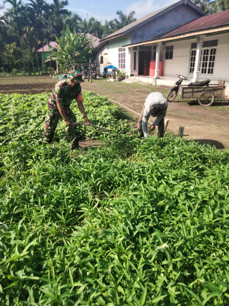 Sertu Sugianto Dampingi Petani Kangkung di Wilayah Binaannya