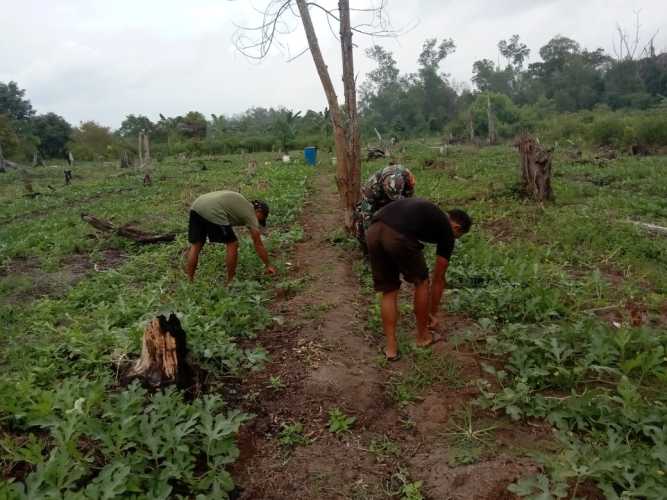 Melalui Babinsanya, Koramil 01 Dampingi Petani Semangka