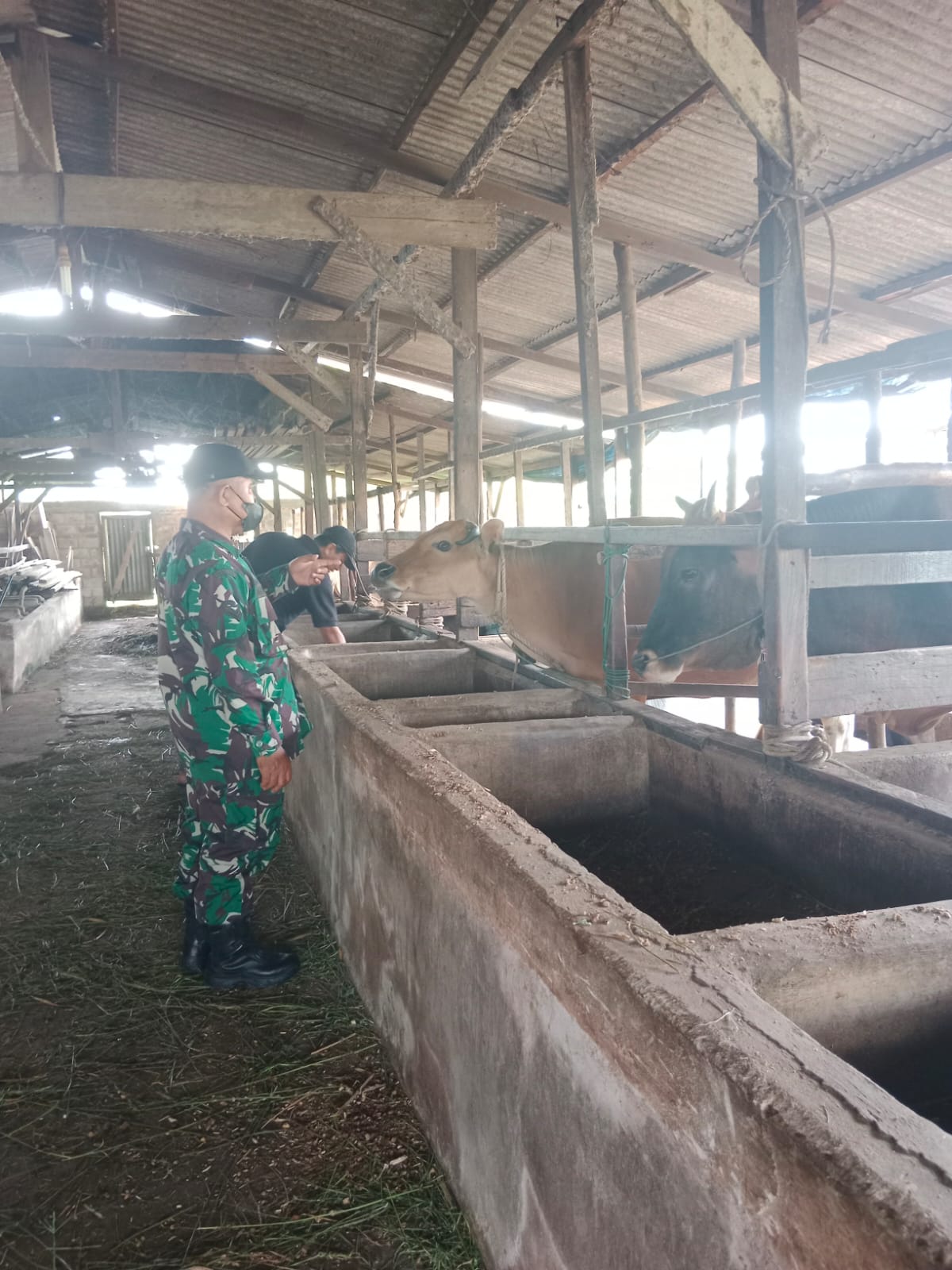 Giat Pencegahan PMK Oleh Babinsa Purnama