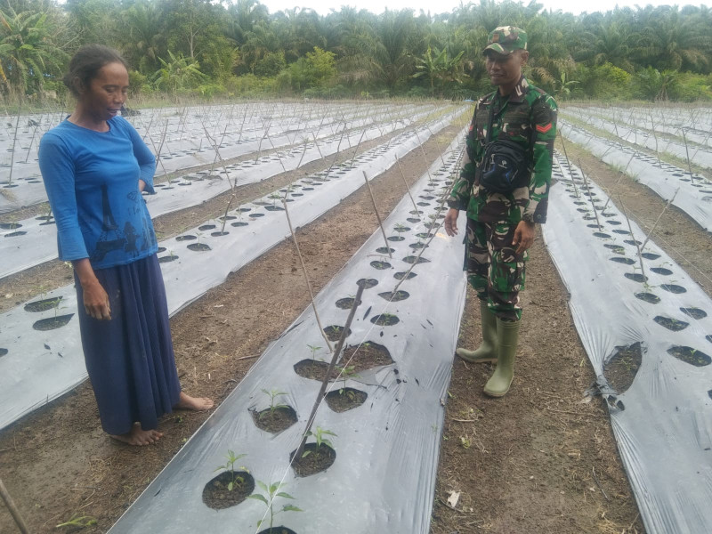 Pendampingan Oleh Koptu Erwan Kepada Petani Cabe Keriting