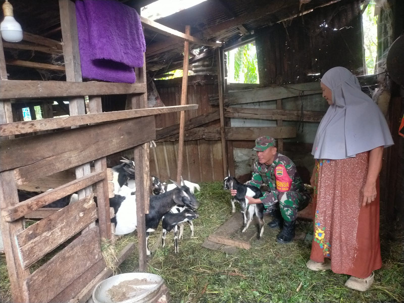 Babinsa Koramil-01 Dumai Timur Berikan Pendampingan dan Edukasi PMK Kepada Peternak Kambing