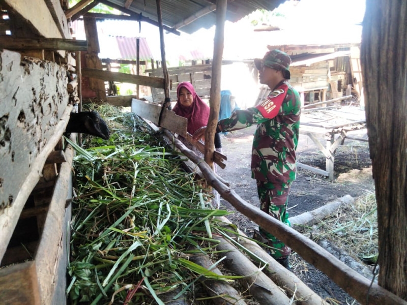 Sosialisasi PMK, Babinsa Imbau Peternak Jaga Kebersihan Kandang