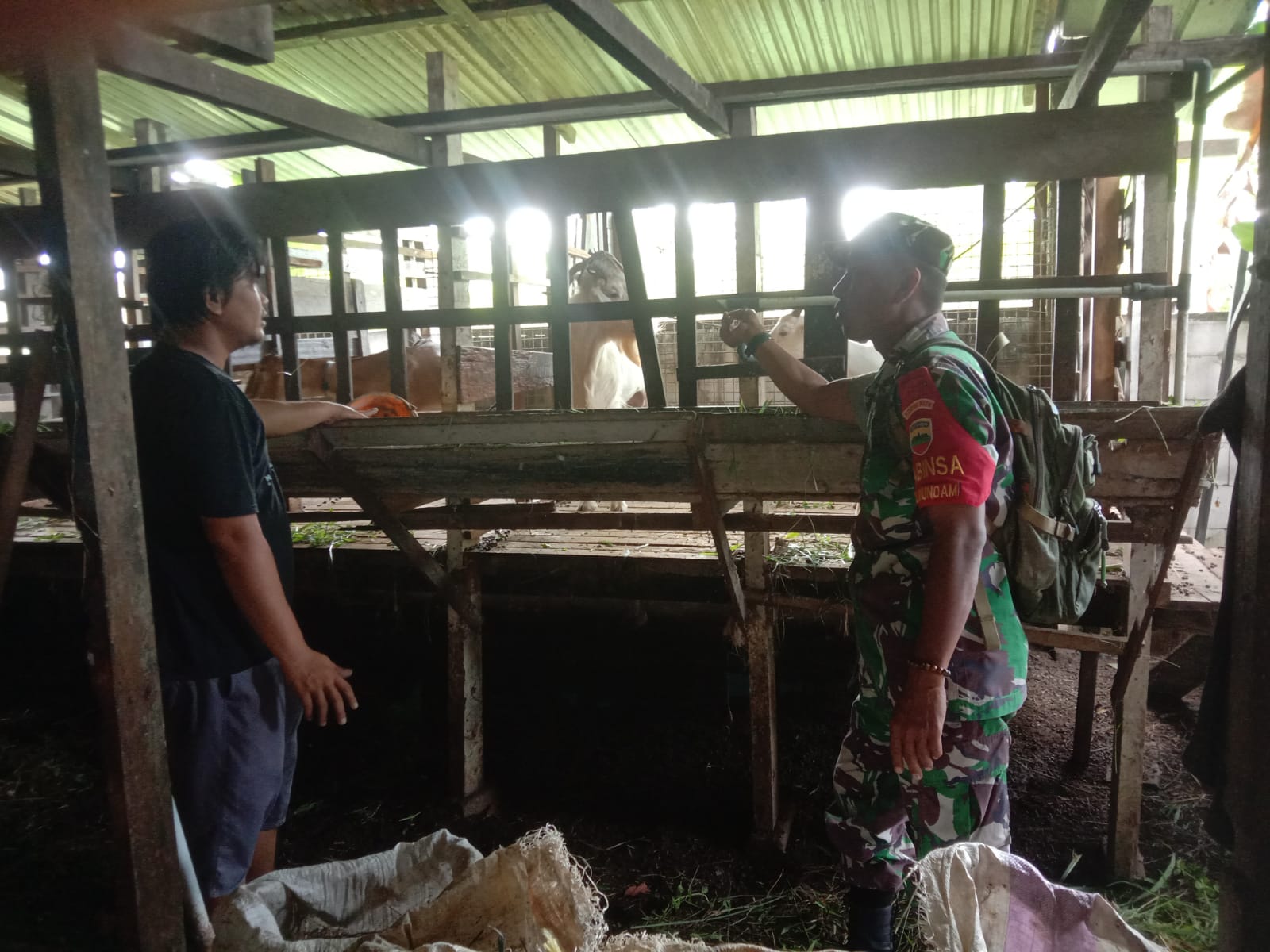 Giat Pencegahan PMK Terus Dilakukan Oleh Sertu Ramli