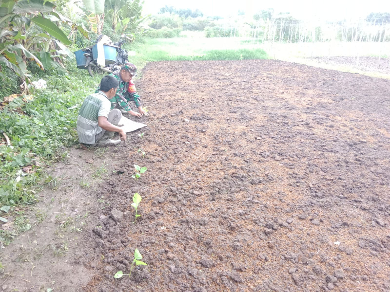 Babinsa Sertu Mahyudin Laksanakan Pendampingan