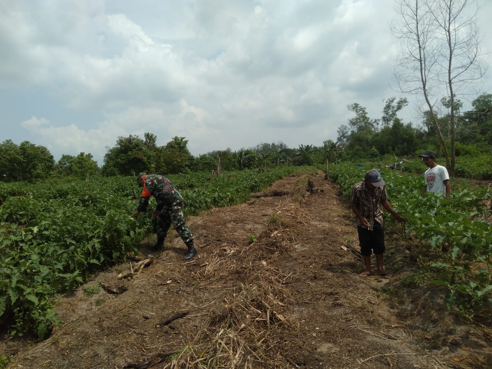 Serka Fahrizal Purba Berikan Edukasi Kepada Petani Terong