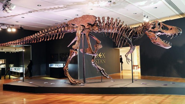 Laku Rp 467 M, Kerangka T-rex Ini Jadi Fosil Termahal Dunia