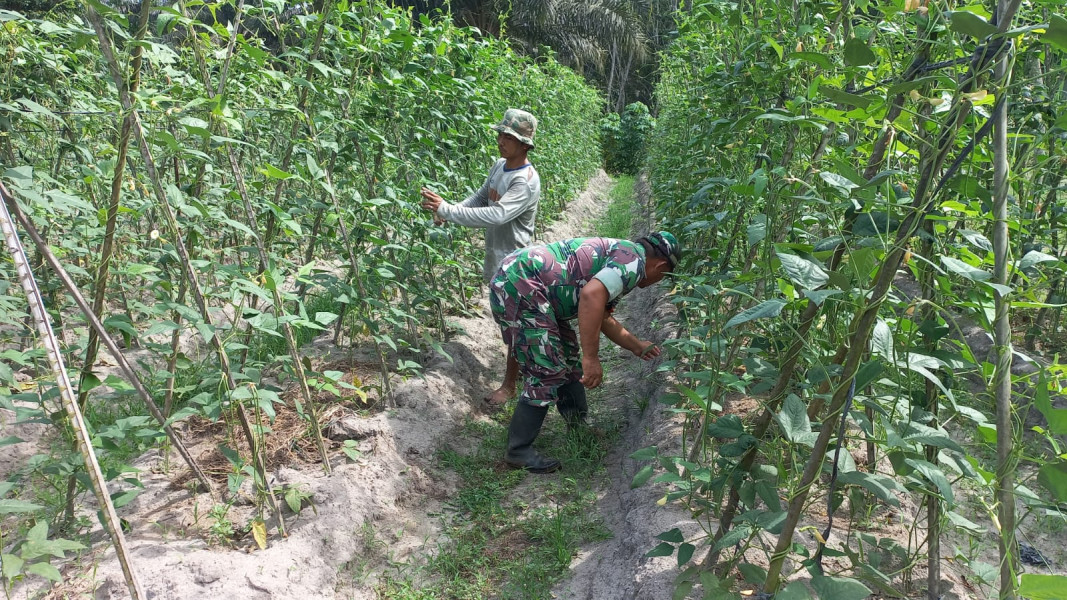 Serda Roni Sandra Melaksanakan Giat Pendampingan Ketahanan Pangan