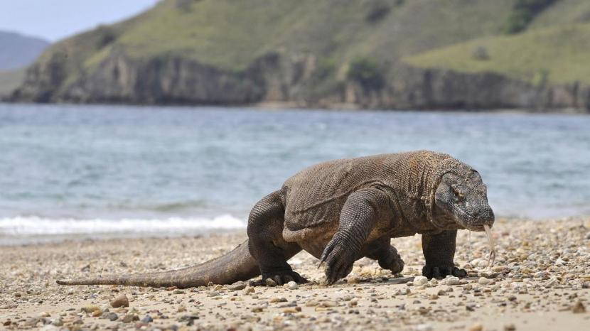 Komodo di Pulau Rinca