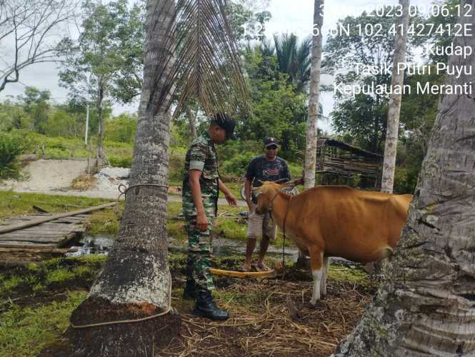 Pengecekan Hewan Ternak Dilaksanakan Oleh Serka Eri Efrianto