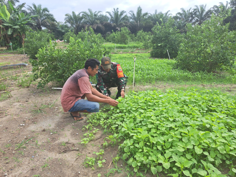 Babinsa Koramil-01/Dumai Dampingi Petani Sayur Bayam di Kelurahan Bukit Datuk