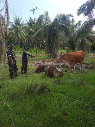 Pencegahan Terus Dilakukan Oleh Babinsa Koramil PWK 04