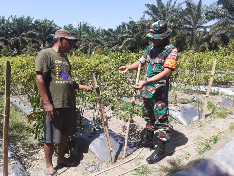 Babinsa Kelurahan Bukit Datuk Berikan Edukasi Kepada Petani Cabe