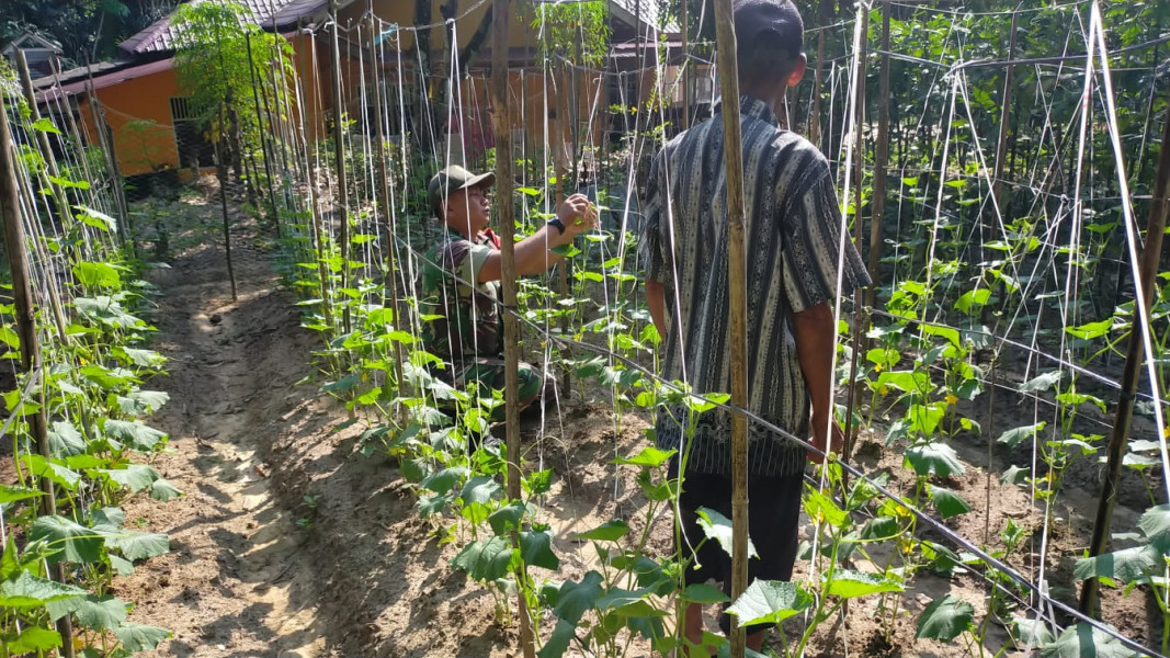 Serda Jum'at Desmanto Laksanakan Pendampingan Karya Nyata Kepada Petani Timun