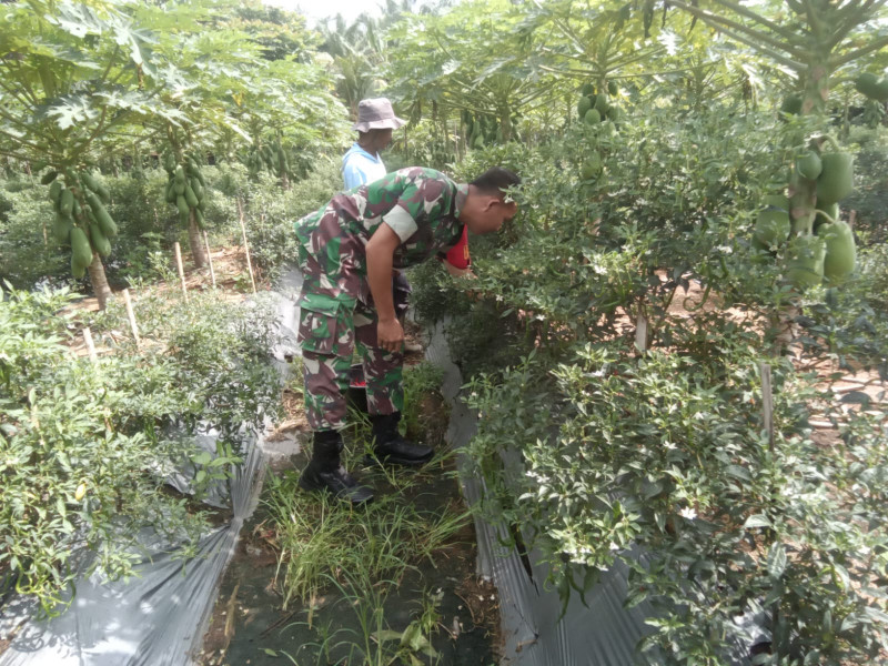 Guna Meningkatkan Hasil Dari Cabe dan Pepaya Warga Binaannya, Serka Tomy Mike Berikan Pendampingan