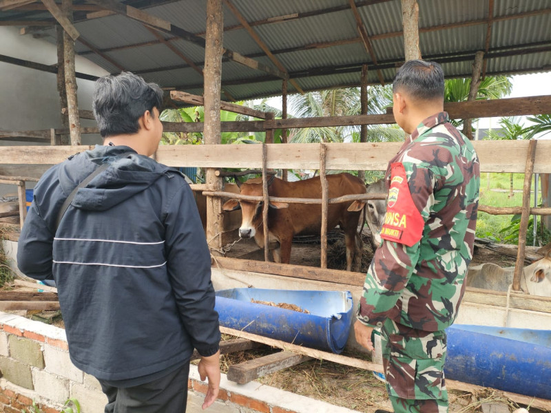 Pastikan Ternak Sehat, Sertu Sutarno Dampingi Peternak di Kelurahan Jaya Mukti