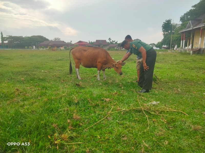 Pelaksanaan Pencegahan PMK Dilakukan Oleh Serda Ansari Babinsa Koramil 06 Merbau