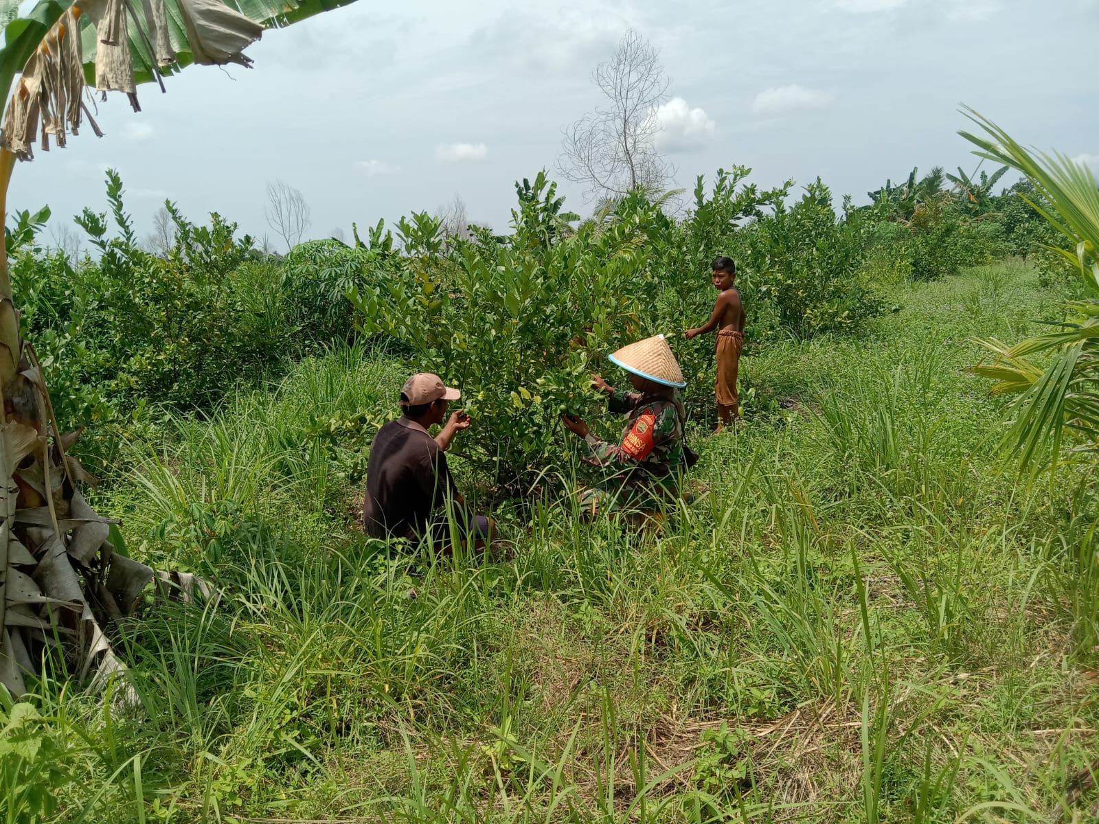 Petani Jeruk Nipis dan Babinsa Saling Bersinergi