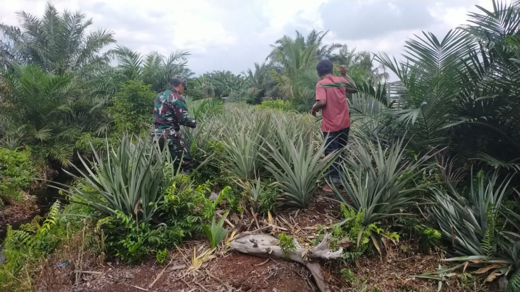 Babinsa Koramil 03 Serda Iwan Sahputra Gandeng Petani Bangsal Aceh dalam Program Tanaman Nanas