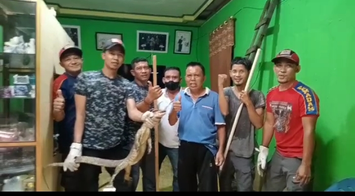 Petugas DPKP Inhil Evakuasi Biawak di Plafon Rumah Warga